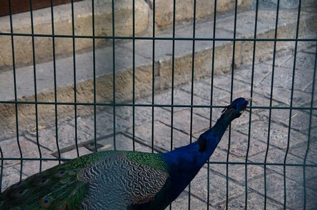 Sarlat