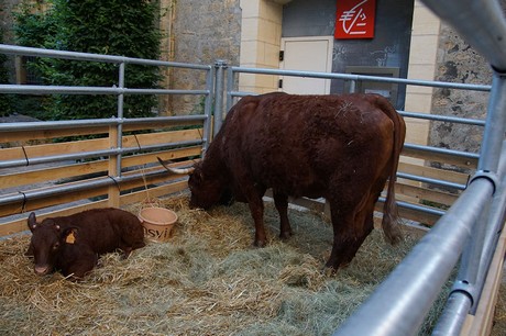 Sarlat