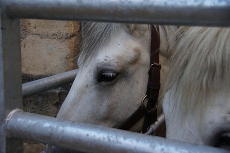 Sarlat